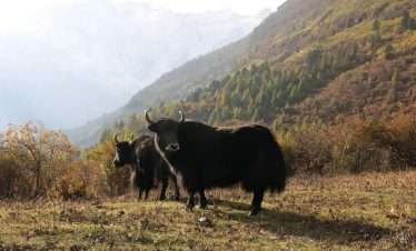 Manaslu Circuit Trek