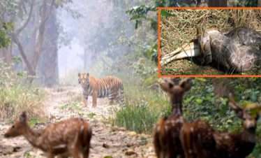 bardia national park jungle safari